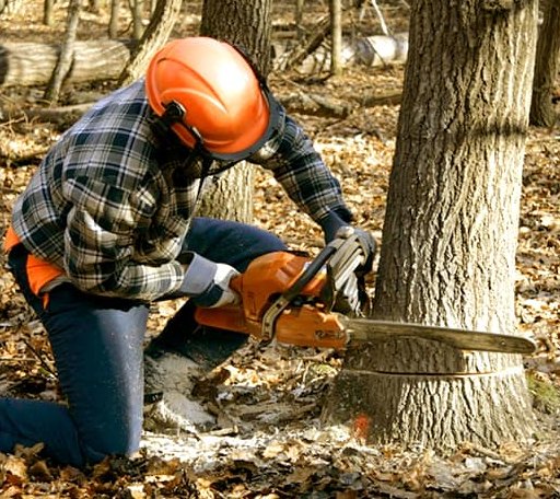 Tree Removal in Dorchester, WI